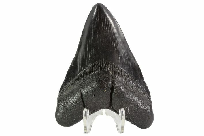 Black, Fossil Megalodon Tooth - South Carolina #90757
